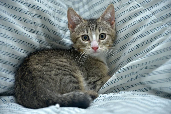 Bonito Brincalhão Tabby Com Branco Gatinho Europeu Shorthair Casa Sofá — Fotografia de Stock