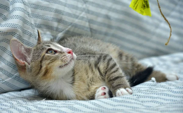 Lindo Juguetón Tabby Con Blanco Gatito Europeo Taquigrafía Casa Sofá —  Fotos de Stock