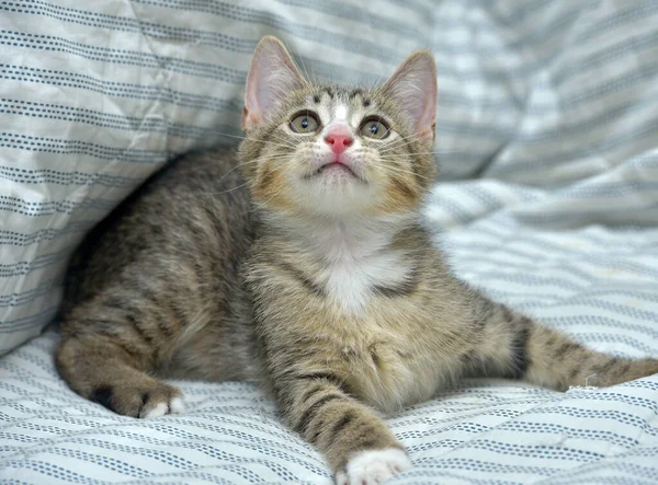소파에 고양이 유로판 풍구가 귀엽고 장난기있는 — 스톡 사진