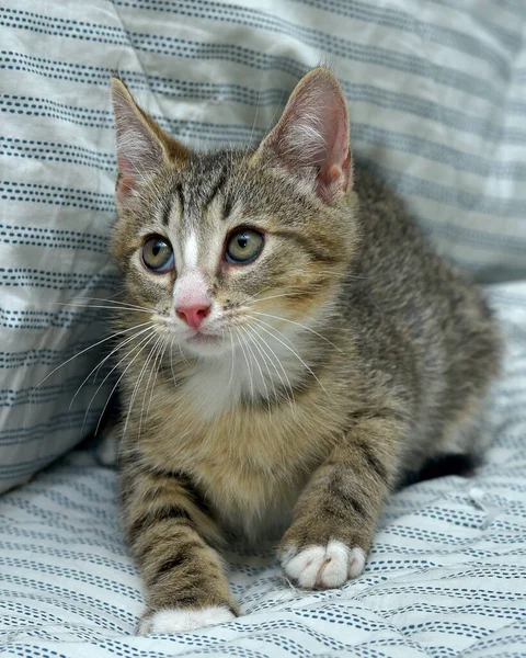 Cute Playful Tabby White Kitten European Shorthair Home Sofa — Stock Photo, Image