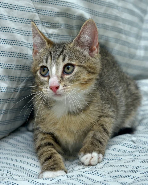 Schattig Speels Tabby Met Wit Kitten Europees Stenografisch Thuis Bank — Stockfoto