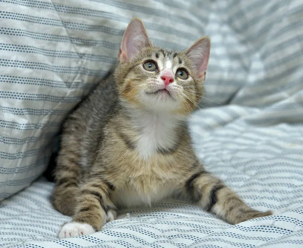 소파에 고양이 유로판 풍구가 귀엽고 장난기있는 — 스톡 사진