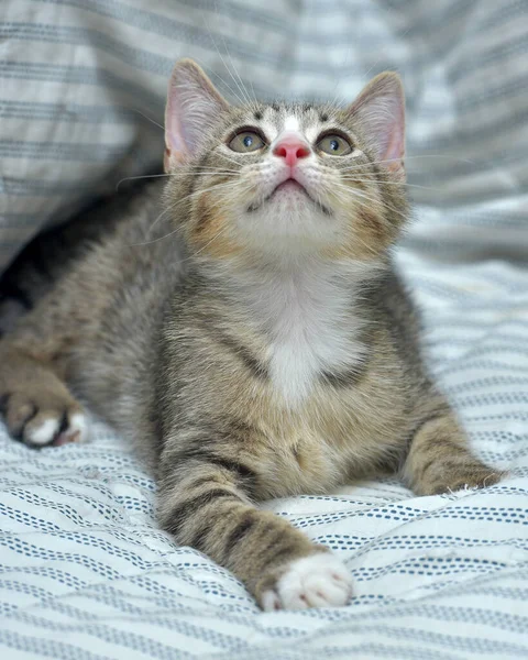 Schattig Speels Tabby Met Wit Kitten Europees Stenografisch Thuis Bank — Stockfoto