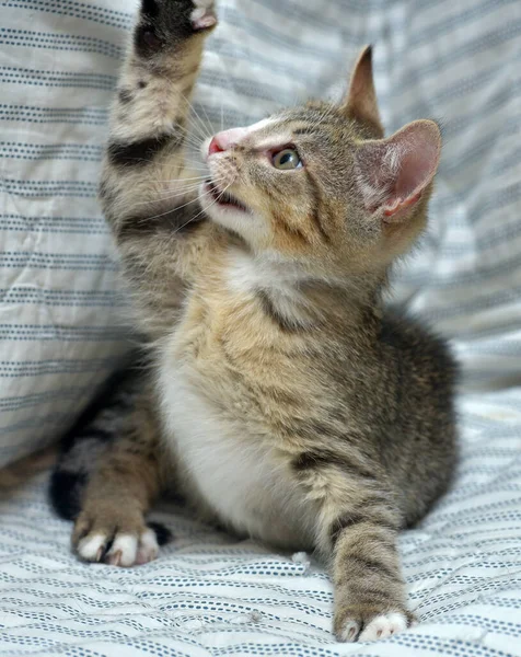 Lindo Juguetón Tabby Con Blanco Gatito Europeo Taquigrafía Casa Sofá —  Fotos de Stock