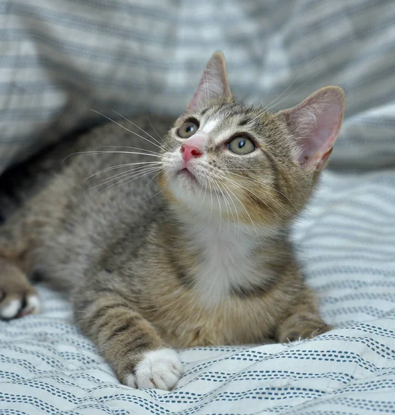 Cute Playful Tabby White Kitten European Shorthair Home Sofa — Stock Photo, Image