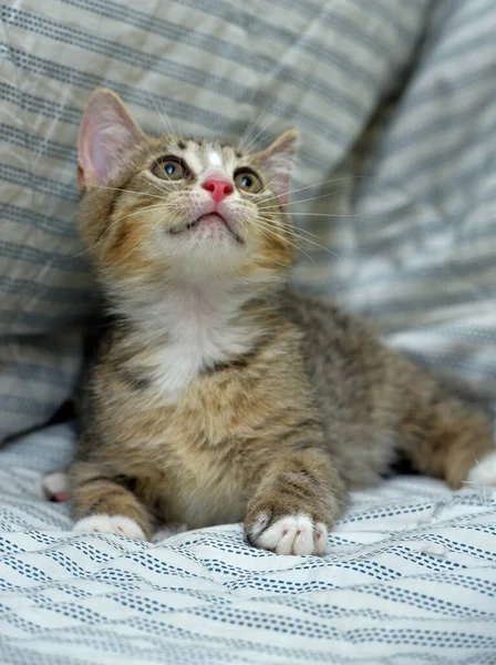 Bonito Brincalhão Tabby Com Branco Gatinho Europeu Shorthair Casa Sofá — Fotografia de Stock