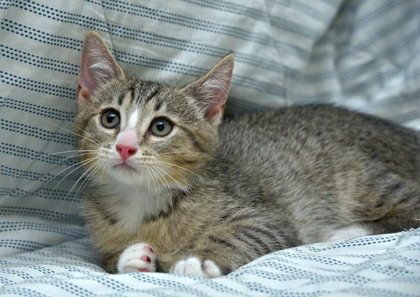 Cute Playful Tabby White Kitten European Shorthair Home Sofa — Stock Photo, Image