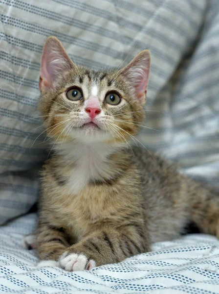 Bonito Brincalhão Tabby Com Branco Gatinho Europeu Shorthair Casa Sofá — Fotografia de Stock