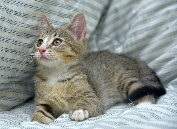 Mignon Tabby Ludique Avec Chaton Blanc Shorthair Européen Maison Sur — Photo