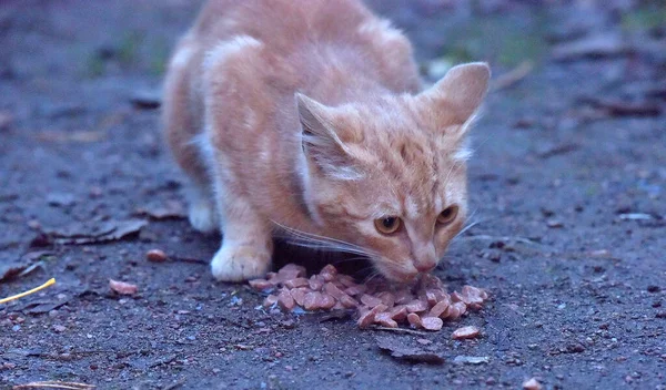 Faim Sans Abri Gingembre Chaton Manger Extérieur — Photo