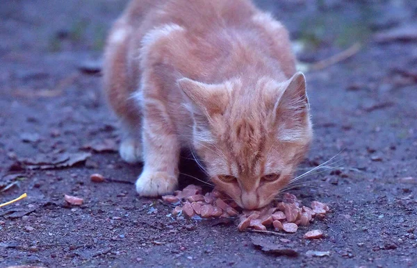 饥饿的无家可归的姜饼猫在户外吃 — 图库照片