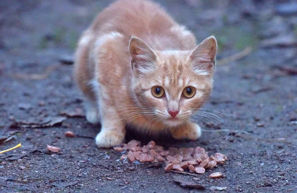 饥饿的无家可归的姜饼猫在户外吃 — 图库照片