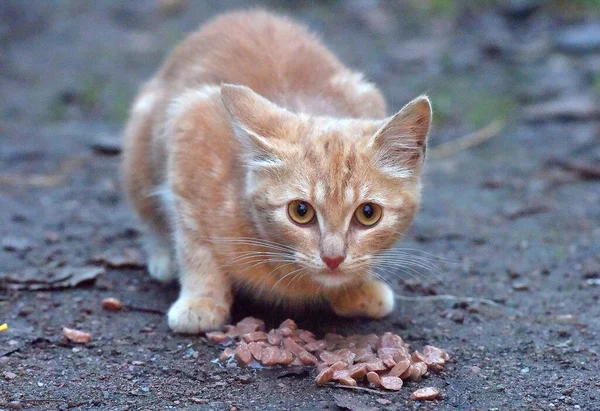 饥饿的无家可归的姜饼猫在户外吃 — 图库照片
