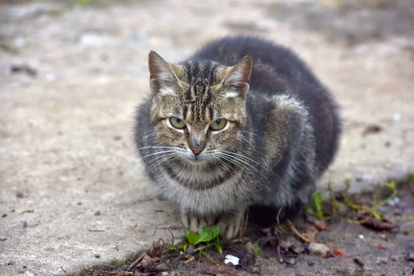 Evsiz Grisi Siyah Tekir Kedisi Açık Havada Güzel Bir Kedi — Stok fotoğraf