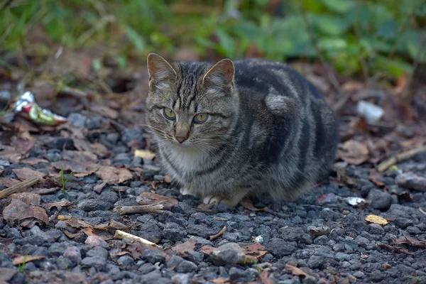 Obdachloser Grau Mit Schwarz Gestromter Schöner Katze Freien — Stockfoto