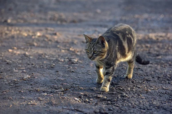 Homeless Gray Black Tabby Beautiful Cat Outdoors — Stock Photo, Image