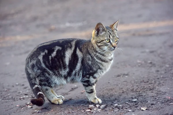 야외에는 탁트인아름다운 고양이가서 집없는 — 스톡 사진