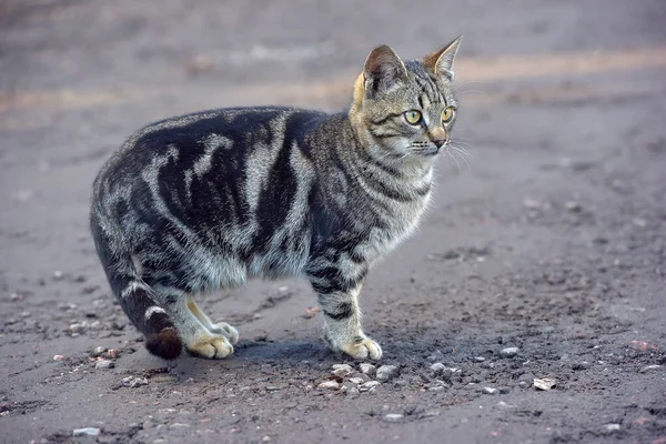 Hemlös Grå Med Svart Tabby Vacker Katt Utomhus — Stockfoto