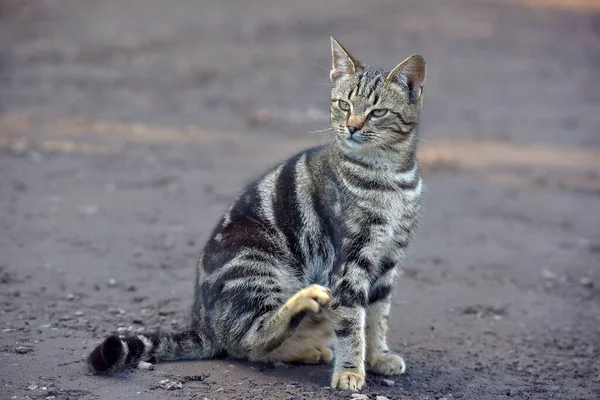 Obdachloser Grau Mit Schwarz Gestromter Schöner Katze Freien — Stockfoto