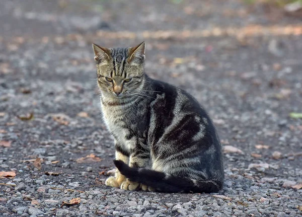 Bezdomovec Šedá Černým Tabby Krásná Kočka Venku — Stock fotografie