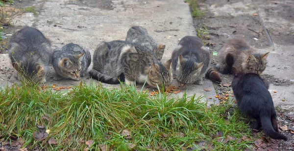 Muitos Gatos Vadios Comem Juntos Rua — Fotografia de Stock
