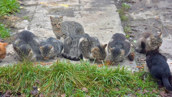 许多流浪猫在街上一起吃东西 — 图库照片