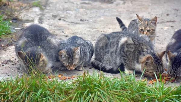 Viele Streunende Katzen Essen Gemeinsam Auf Der Straße — Stockfoto