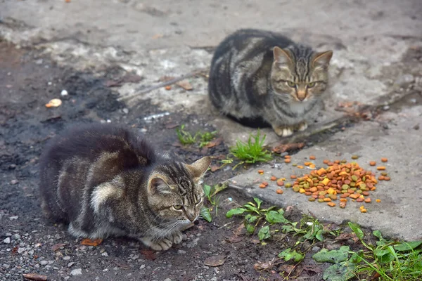 许多流浪猫在街上一起吃东西 — 图库照片