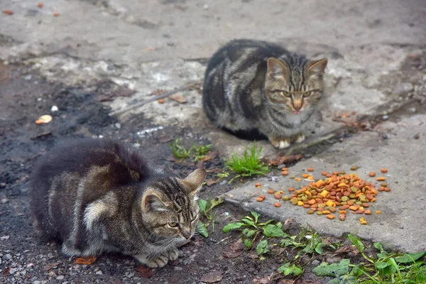 Muchos Gatos Callejeros Comen Juntos Calle —  Fotos de Stock