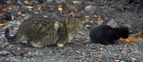 Viele Streunende Katzen Essen Gemeinsam Auf Der Straße — Stockfoto