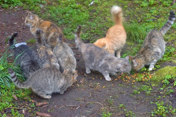 Många Herrelösa Katter Äter Tillsammans Gatan — Stockfoto