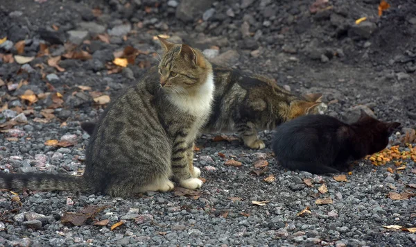 许多流浪猫在街上一起吃东西 — 图库照片