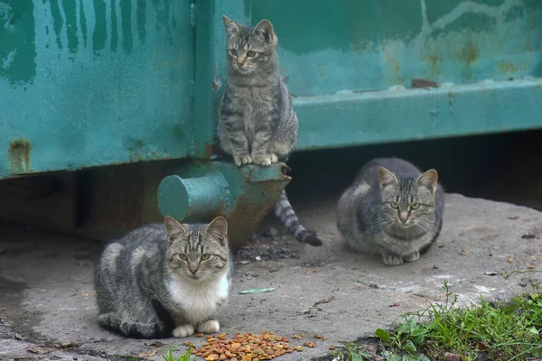 Многие Бродячие Кошки Едят Вместе Улице — стоковое фото