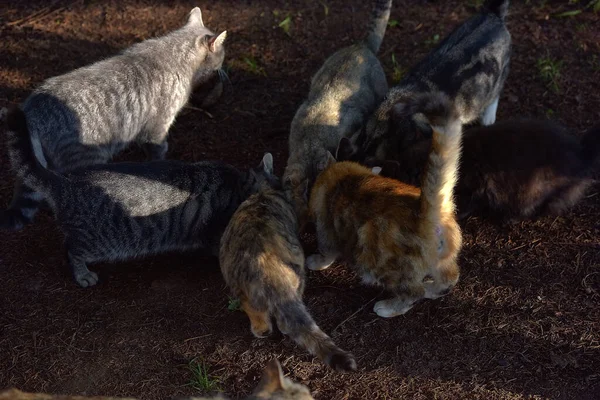 许多流浪猫在街上一起吃东西 — 图库照片