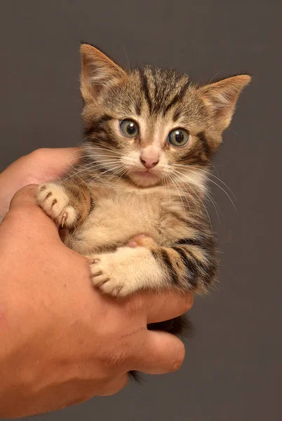 Klein Flauschig Braun Mit Weißem Kätzchen Den Händen — Stockfoto