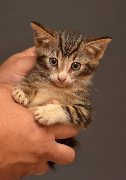 Pequeño Mullido Marrón Con Blanco Gatito Las Manos —  Fotos de Stock