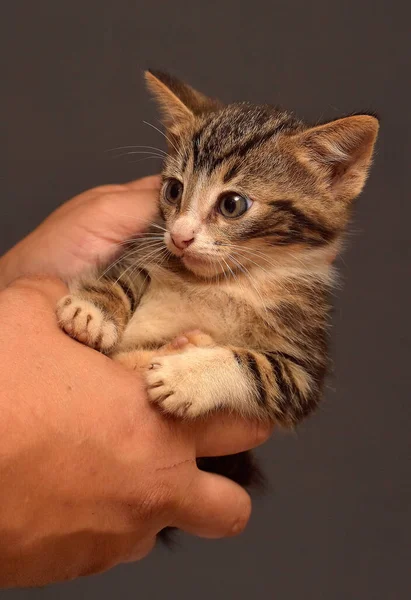 Klein Flauschig Braun Mit Weißem Kätzchen Den Händen — Stockfoto