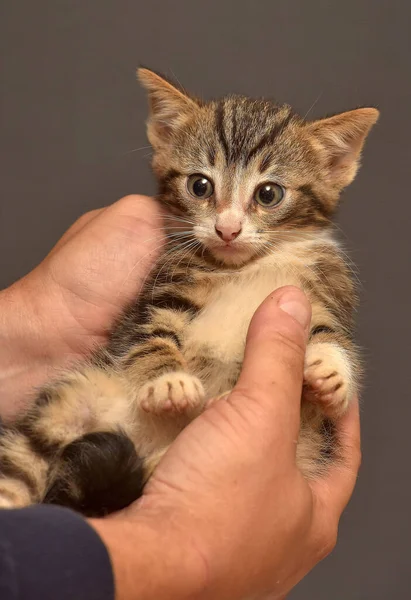 Small Fluffy Brown White Kitten Hands — Stock Photo, Image