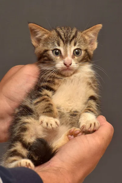 Pequeño Mullido Marrón Con Blanco Gatito Las Manos —  Fotos de Stock