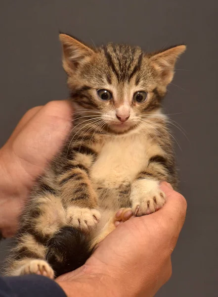 Pequeño Mullido Marrón Con Blanco Gatito Las Manos —  Fotos de Stock