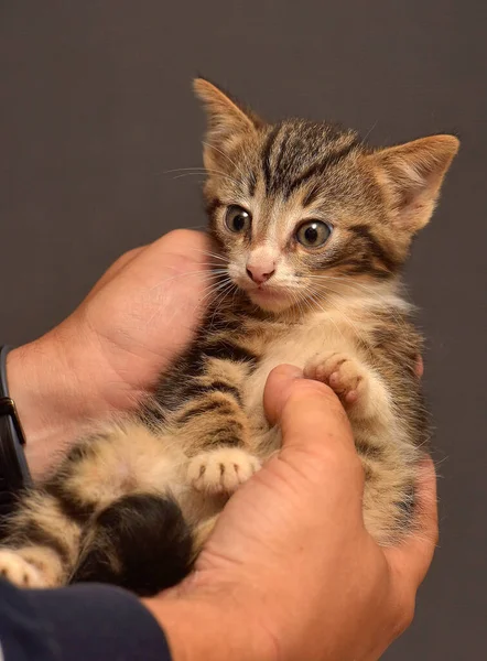 Pequeño Mullido Marrón Con Blanco Gatito Las Manos —  Fotos de Stock