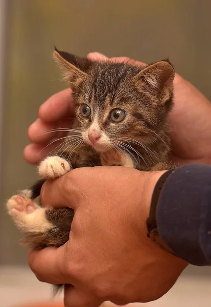 Small Fluffy Brown White Kitten Hands — Stock Photo, Image