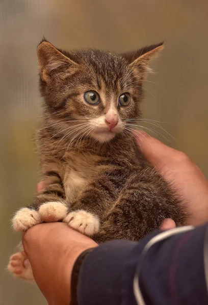 Pequeño Mullido Marrón Con Blanco Gatito Las Manos — Foto de Stock