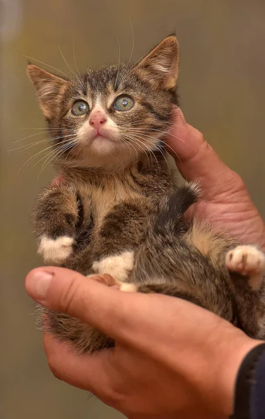 Small Fluffy Brown White Kitten Hands — Stock Photo, Image