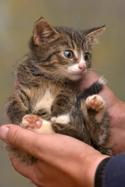 Pequeño Mullido Marrón Con Blanco Gatito Las Manos —  Fotos de Stock