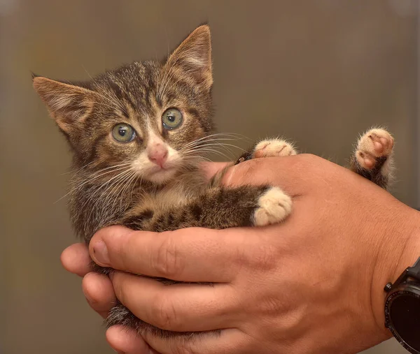 Small Fluffy Brown White Kitten Hands — Stock Photo, Image