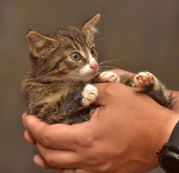 Small Fluffy Brown White Kitten Hands — Stock Photo, Image