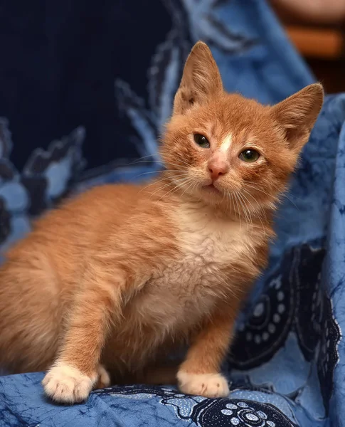 Chaton Roux Sur Fond Bleu C Est Drole Carte Postale Stock Photo