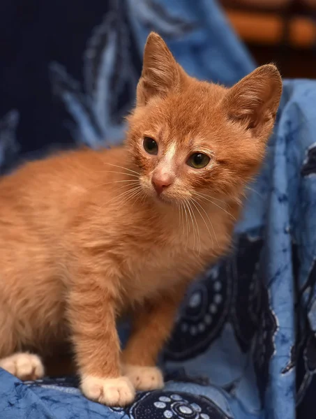 Chaton Roux Sur Fond Bleu C Est Drole Carte Postale Stock Photo