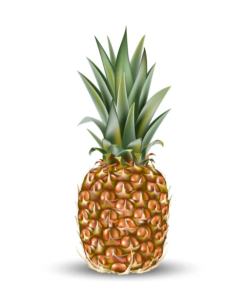 Abacaxi Ananas Fruta Para Suco Fresco Realista Amarelo Verde Marrom — Vetor de Stock